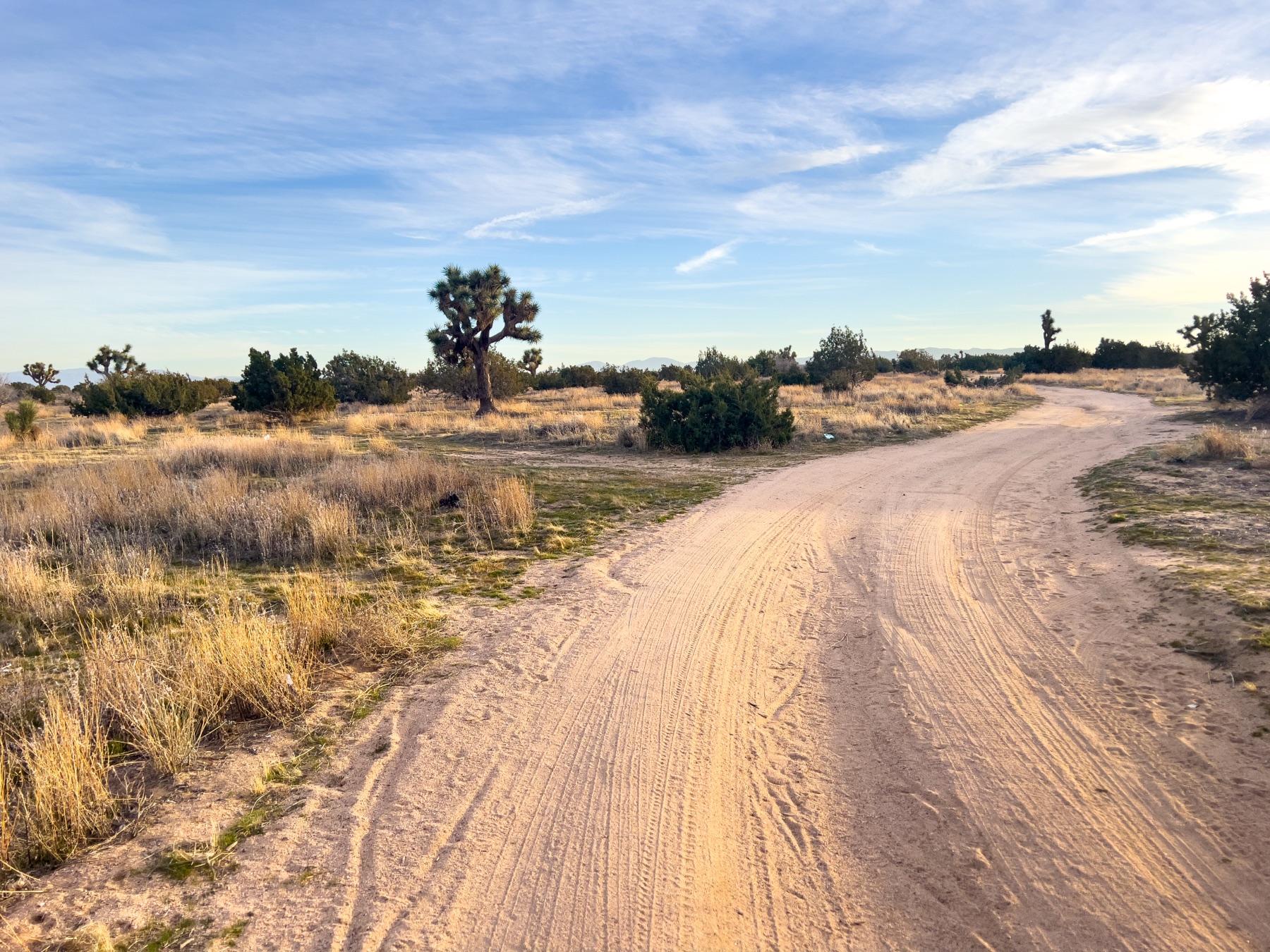 Joshua trees and an open dirt road in the Hesperia High Desert