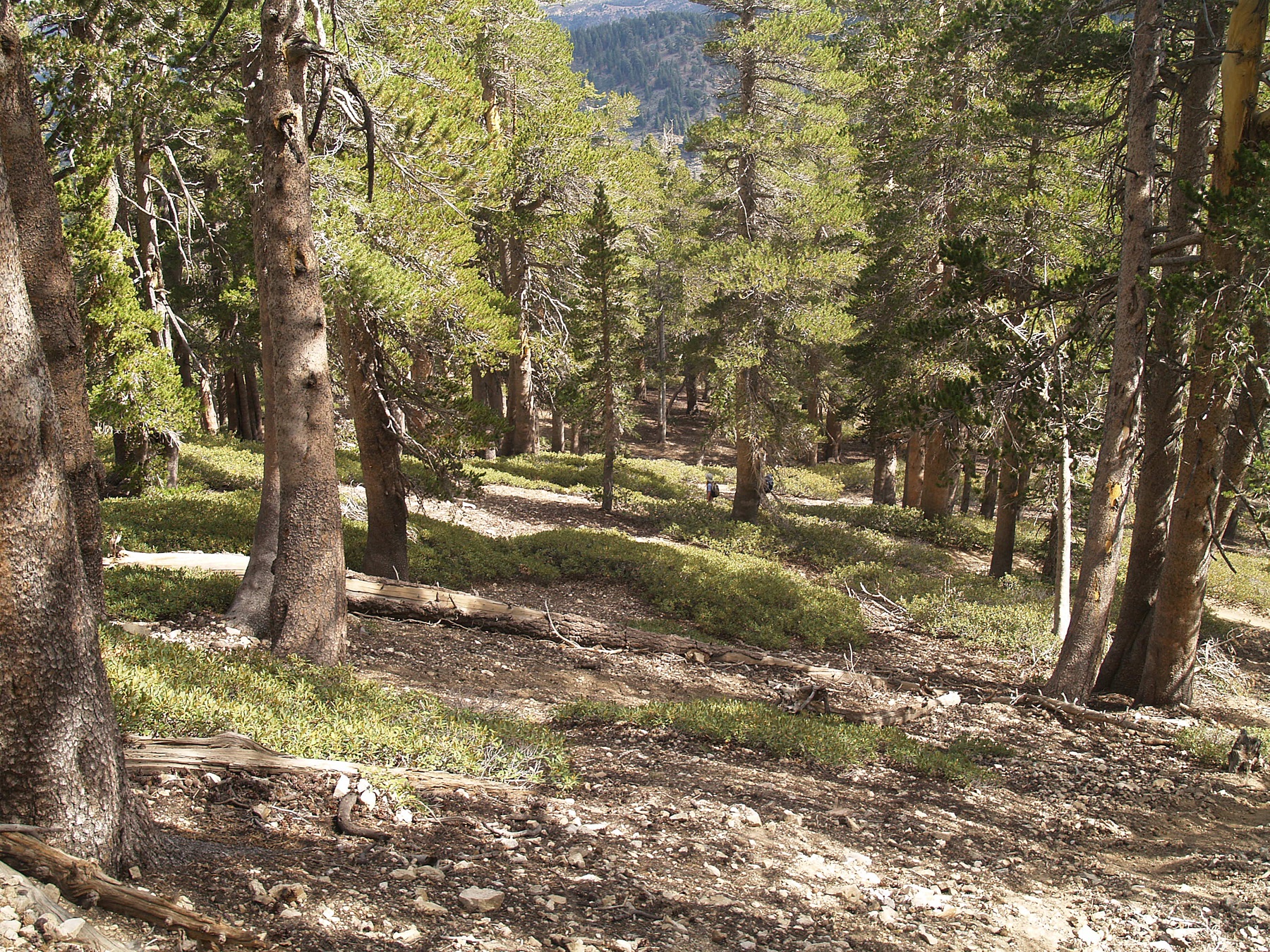 Pine forest on Mount Baden-Powell in the San Gabriel Mountains